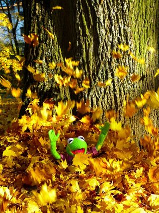 叶子，多彩，雨，乐趣，柯，青蛙