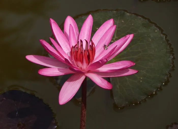 百合，睡莲，睡莲，花，性质，水