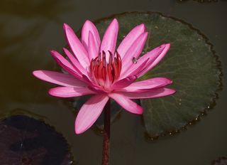 百合，睡莲，睡莲，花，性质，水