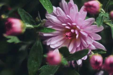 花卉,大丽花,瓜叶菊,荷兰菊,菊花,菊花二 花卉,大丽花,瓜叶菊,荷兰菊,菊花,菊花二