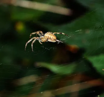 蜘蛛，蜘蛛巢，等待，猎物，猎人，耐心