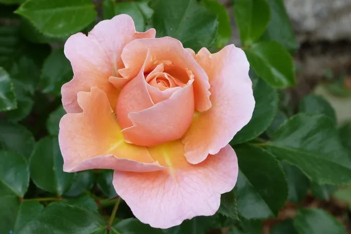 粉红色，花，自然，开花，宏，春天，花园