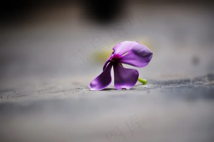 花，野花，下降，花的，植物，自然