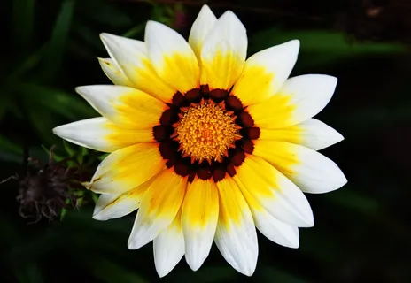 花,关闭,黄色,白色,春天,花园,自然 花,关闭,黄色,白色,春天,花园,自然