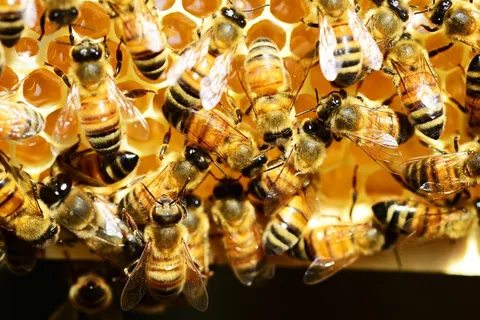 蜜蜂,蜂蜜梳子,蜜蜂,昆虫,金蜜 蜜蜂,蜂蜜梳子,蜜蜂,昆虫,金蜜