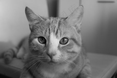 看，猫科动物，猫科动物的外观，动物，小猫，眼睛