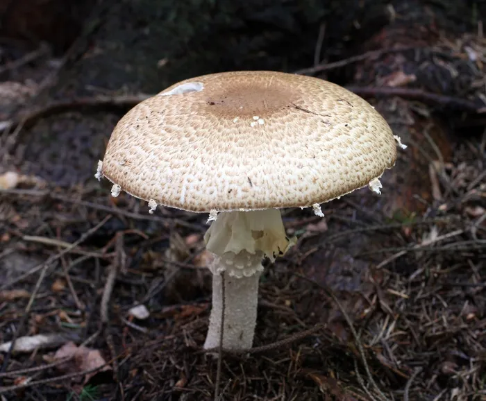 蘑菇，王子，真菌，食用，大，帽子