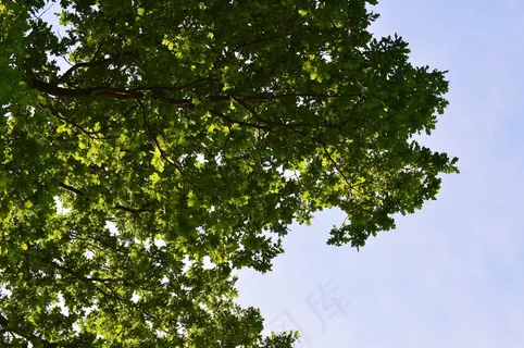 树,绿色,叶子,蓝色,天空,自然,叶子 树,绿色,叶子,蓝色,天空,自然,叶子