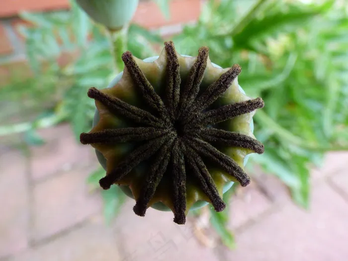 花，自然，植物，花园，夏天，蒲公英