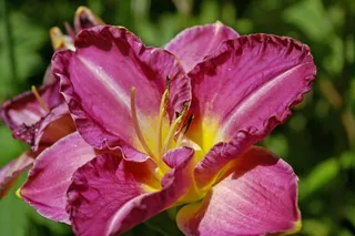 花，黄花菜，百合，植物，开花，盛开，关闭