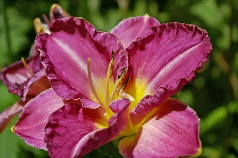 花,黄花菜,百合,植物,开花,盛开,关闭 花,黄花菜,百合,植物,开花,盛开,关闭