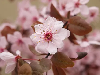 樱花,春天,粉红色,树,性质,颜色 樱花,春天,粉红色,树,性质,颜色