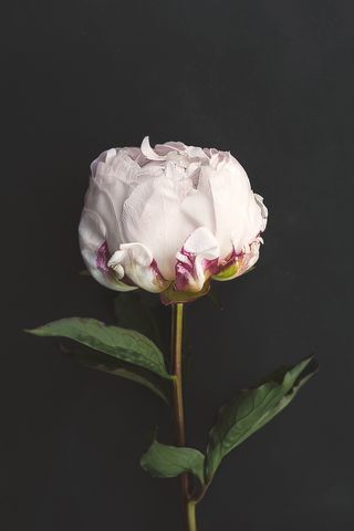 花，盛开，开花，特写，宏，性质，春天