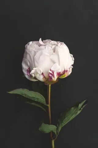 花，盛开，开花，特写，宏，性质，春天