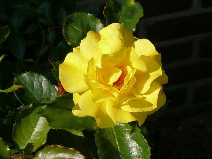 玫瑰，黄色，花，植物，绿色的树叶