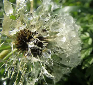 露珠花，露珠，Wassertropfen，露水，水