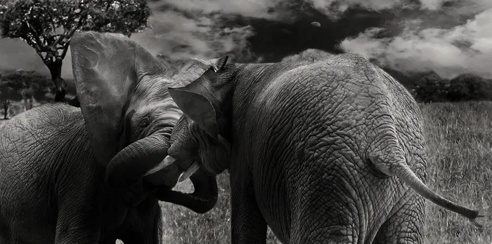 象，哺乳动物，野生，动物，长鼻，非洲