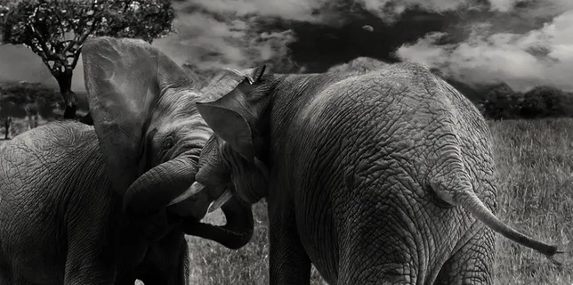 象，哺乳动物，野生，动物，长鼻，非洲