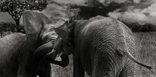 象，哺乳动物，野生，动物，长鼻，非洲