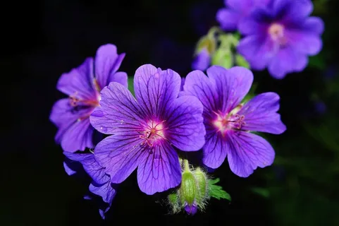 花,开花,蓝色,在晚上,花卉园 花,开花,蓝色,在晚上,花卉园