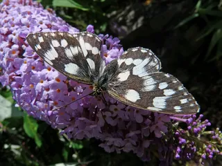 蝴蝶，昆虫，宏，性质，双色，黑色