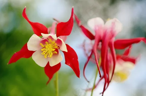 花,红色,夏天,植物,花的,绿色,盛开,叶 花,红色,夏天,植物,花的,绿色,盛开,叶