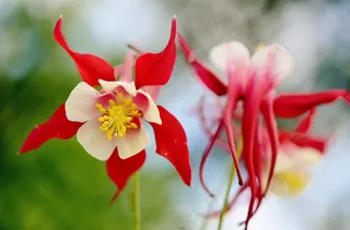 花，红色，夏天，植物，花的，绿色，盛开，叶