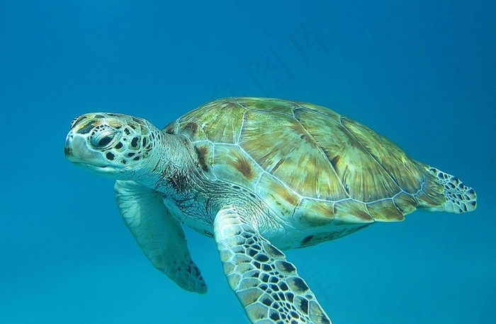 海龟,鸟类,绿海龟,乌龟,虫子,巴巴多斯龟