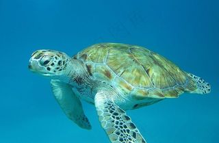 海龟,鸟类,绿海龟,乌龟,虫子,巴巴多斯龟