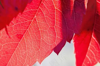 葡萄酒伙伴，秋天，红色，叶子，秋天的落叶