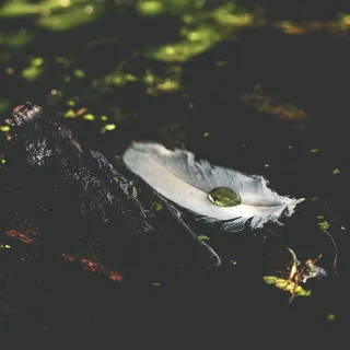 羽毛,白,雨滴,性质,鹅毛笔,纹理 羽毛,白,雨滴,性质,鹅毛笔,纹理
