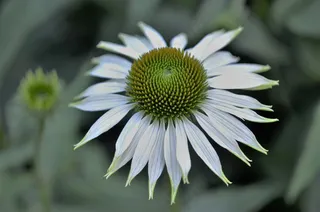 花，自然，春天，自然，夏天，植物，花的