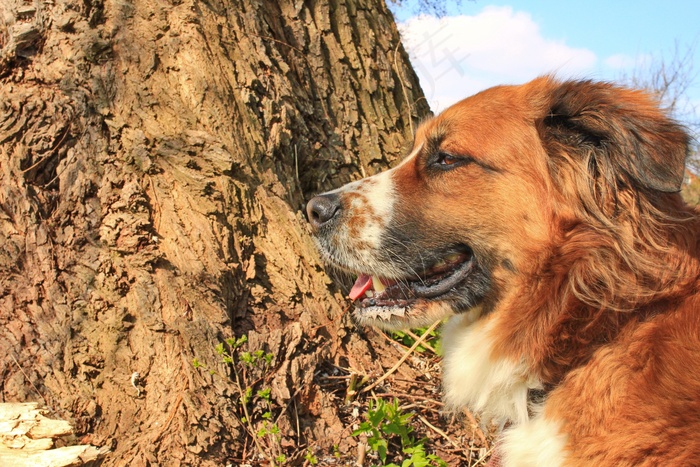 狗，自然，动物，毛皮，宠物，动物肖像，鼻子