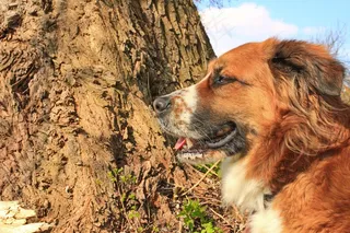 狗，自然，动物，毛皮，宠物，动物肖像，鼻子