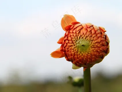 花,植物,自然,外,可爱,人类发展报告,美丽 花,植物,自然,外,可爱,人类发展报告,美丽