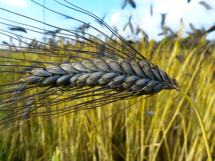 Emmer，Urkorn，谷物，普通小麦Dicoccon Var