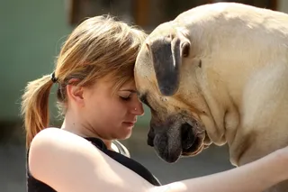 Boerboel，花生斗牛犬，Ballotade，狗，野兽