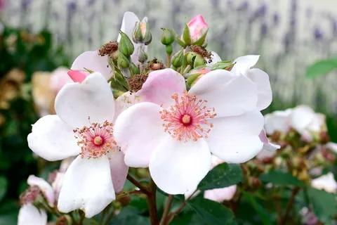 玫瑰绽放,粉红色,嫩,玫瑰,花,开花,盛开 玫瑰绽放,粉红色,嫩,玫瑰,花,开花,盛开