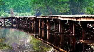 桥，露水，早晨，水，景观，木材，欣赏