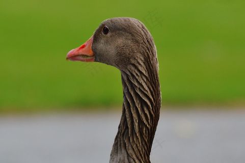 鹅，鸟，羽毛，水禽，家禽，条例草案