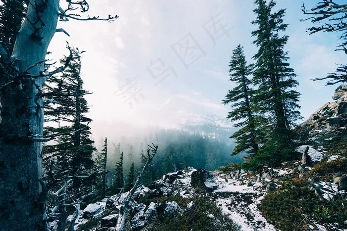 山峦,冰雪,树,美人松,雪松,雪山森林冬季