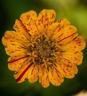 传家宝，百日草，花