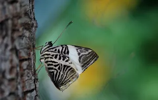 蝴蝶，昆虫，翼，野生动物，Bug，明亮，渺小