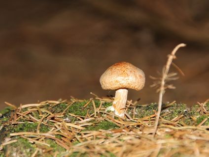 蘑菇，自然，森林，叶子，秋季，心情