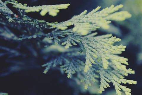 柏树，路，柏树分公司，分公司