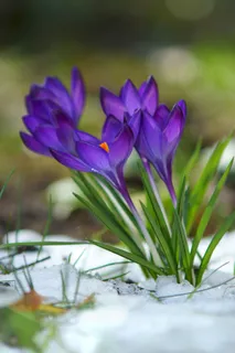 番红花,鲜花,雪,开花,紫,春天 番红花,鲜花,雪,开花,紫,春天