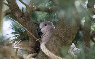 领，鸽子，鸟，巢建筑，花园，巢