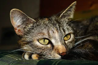 猫，猫的眼睛，猫脸，头，关闭，累，懒