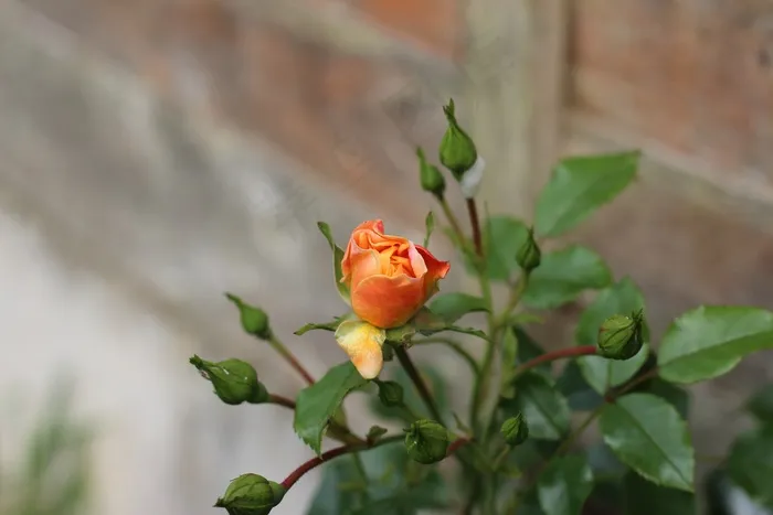 玫瑰，花园，花束，橙色，芽