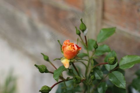 玫瑰，花园，花束，橙色，芽